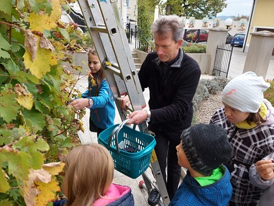 Weintrauben Ernte und Saften